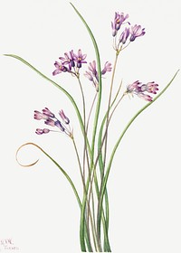 Wild hyacinth flower psd botanical illustration watercolor