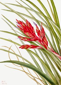 Quill Leaf Tillandsia (Tillandsia fasciculata) (1929) by <a href="https://www.rawpixel.com/search/Mary%20Vaux%20Walcott?sort=curated&amp;page=1">Mary Vaux Walcott</a>. Original from The Smithsonian. Digitally enhanced by rawpixel.