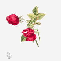 Vintage red rose psd botanical illustration watercolor