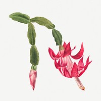 Pink flower psd botanical illustration watercolor