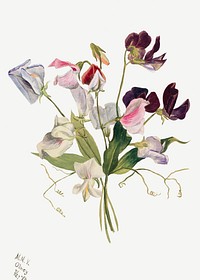Colorful flowers psd botanical illustration watercolor