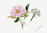 Pink and white flowers psd botanical illustration watercolor
