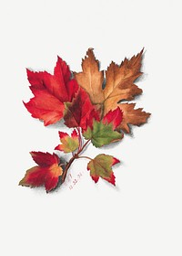 Autumn leaves psd botanical illustration watercolor