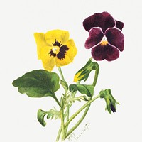 Yellow and purple pansies psd botanical illustration watercolor