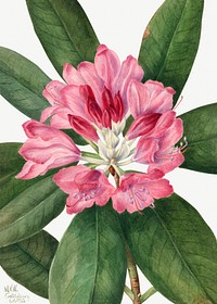 Mountain Rose Bay (Rhododendron catawbiense) (1932) by <a href="https://www.rawpixel.com/search/Mary%20Vaux%20Walcott?sort=curated&amp;page=1">Mary Vaux Walcott</a>. Original from The Smithsonian. Digitally enhanced by rawpixel.