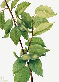 Beaked Hazelnut (Corylus rostrata) (1932) by <a href="https://www.rawpixel.com/search/Mary%20Vaux%20Walcott?sort=curated&amp;page=1">Mary Vaux Walcott</a>. Original from The Smithsonian. Digitally enhanced by rawpixel.