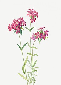 Hairy Phlox (Phlox amoena) (1930) by <a href="https://www.rawpixel.com/search/Mary%20Vaux%20Walcott?sort=curated&amp;page=1">Mary Vaux Walcott</a>. Original from The Smithsonian. Digitally enhanced by rawpixel.