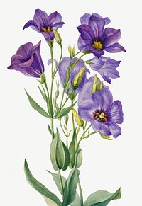Eustoma russelianum (1930) by <a href="https://www.rawpixel.com/search/Mary%20Vaux%20Walcott?sort=curated&amp;page=1">Mary Vaux Walcott</a>. Original from The Smithsonian. Digitally enhanced by rawpixel.