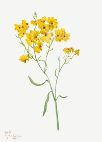 Psilostrophe sparsiflora (1938) by <a href="https://www.rawpixel.com/search/Mary%20Vaux%20Walcott?sort=curated&amp;page=1">Mary Vaux Walcott</a>. Original from The Smithsonian. Digitally enhanced by rawpixel.