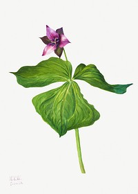 Trillium erectum (1938) by <a href="https://www.rawpixel.com/search/Mary%20Vaux%20Walcott?sort=curated&amp;page=1">Mary Vaux Walcott</a>. Original from The Smithsonian. Digitally enhanced by rawpixel.