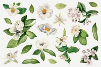 White blooming flower psd set botanical illustration