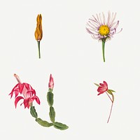 Wild flowers botanical vintage illustration set, remixed from the artworks by Mary Vaux Walcott