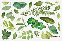 Wild plant green leaves illustration set, remixed from the artworks by Mary Vaux Walcott