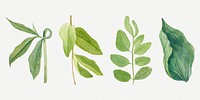 Vintage green leaves illustration psd sticker set, remixed from the artworks by <a href="https://www.rawpixel.com/search/Mary%20Vaux%20Walcott?sort=curated&amp;page=1" target="_blank">Mary Vaux Walcott</a>