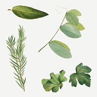 Green leaves psd  botanical vintage illustration set