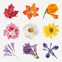 Hand drawn blooming flowers psd botanical illustration set