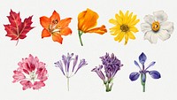 Hand drawn blooming flowers psd botanical illustration set, remixed from the artworks by <a href="https://www.rawpixel.com/search/Mary%20Vaux%20Walcott?sort=curated&amp;page=1" target="_blank">Mary Vaux Walcott</a>
