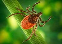 The blacklegged ticks, Ixodes pacificus known for the zoonotic spirochetal bacteria, Borrelia burgdorferi.