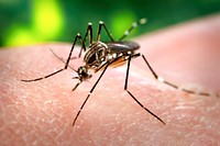 A female, Aedes aegypti mosquito obtaining a blood meal from a human host. Original image sourced from US Government department: Public Health Image Library, <a href="https://www.rawpixel.com/search/cdc?sort=curated&amp;page=1">Centers for Disease Control and Prevention</a>. Under US law this image is copyright free, please credit the government department whenever you can&rdquo;.