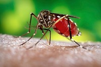 A female, Aedes aegypti mosquito obtaining a blood meal from a human host. Original image sourced from US Government department: Public Health Image Library, Centers for Disease Control and Prevention. Under US law this image is copyright free, please credit the government department whenever you can”.