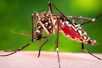 A female, Aedes aegypti mosquito obtaining a blood meal from a human host. Original image sourced from US Government department: Public Health Image Library, Centers for Disease Control and Prevention. Under US law this image is copyright free, please credit the government department whenever you can”.