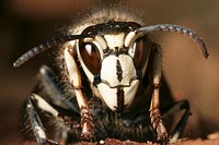 A Bald-faced hornet, Dolichovespula maculata. Original image sourced from US Government department: Public Health Image Library, <a href="https://www.rawpixel.com/search/cdc?sort=curated&amp;page=1">Centers for Disease Control and Prevention</a>. Under US law this image is copyright free, please credit the government department whenever you can&rdquo;.