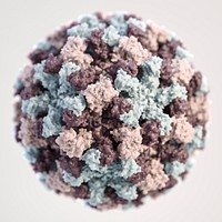 A 3D illustration provides a graphical representation of a single norovirus virion, set against a beige background.