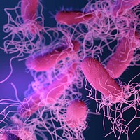 A medical illustration of drug&ndash;resistant, nontyphoidal, Salmonella sp. bacteria. Original image sourced from US Government department: Public Health Image Library, <a href="https://www.rawpixel.com/search/cdc?sort=curated&amp;page=1">Centers for Disease Control and Prevention</a>. Under US law this image is copyright free, please credit the government department whenever you can&rdquo;.