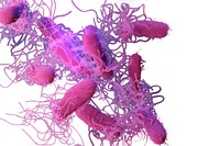 A 3D illustration of drug–resistant, nontyphoidal, Salmonella sp. bacteria