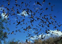 A horde of unidentified bats, an animal know to be a possible carrier of the rabies virus. Original image sourced from US Government department: Public Health Image Library, <a href="https://www.rawpixel.com/search/cdc?sort=curated&amp;page=1">Centers for Disease Control and Prevention</a>. Under US law this image is copyright free, please credit the government department whenever you can&rdquo;.