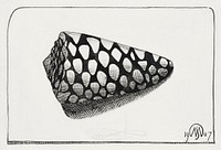 Right side of shell (Schelp, naar rechts) (1907) print in high resolution by <a href="https://www.rawpixel.com/search/Samuel%20Jessurun%20de%20Mesquita?sort=curated&amp;page=1">Samuel Jessurun de Mesquita</a>. Original from The Rijksmuseum. Digitally enhanced by rawpixel.