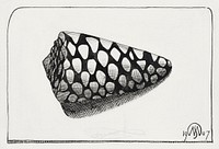 Right side of shell (Schelp, naar rechts) (1907) print in high resolution by Samuel Jessurun de Mesquita. Original from The Rijksmuseum. Digitally enhanced by rawpixel.