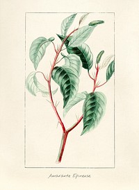 Antique illustration of plant