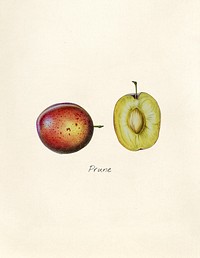Antique illustration of fruit