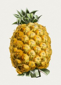 Hand drawn fresh pineapple illustration