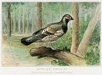 Spruce Grouse (Dendracapus Canadensis) illustrated by <a href="https://www.rawpixel.com/search/J.L.%20Ridgway?sort=curated&amp;type=all&amp;page=1">J.L. Ridgway</a> (1859&ndash;1947) and W.B. Gillette (1864&ndash;1937) from Game Birds and Fishes of North America. Digitally enhanced from our own 1913 Portfolio Edition of the book. 