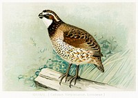 Quail (Colinus Viginianus, Linnaeus) illustrated by <a href="https://www.rawpixel.com/search/J.L.%20Ridgway?sort=curated&amp;type=all&amp;page=1">J.L. Ridgway</a> (1859&ndash;1947) and W.B. Gillette (1864&ndash;1937) from Game Birds and Fishes of North America. Digitally enhanced from our own 1913 Portfolio Edition of the book. 