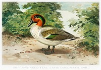 Green&ndash;Winged Teal (Anas Carolinensis, Gmel) illustrated by <a href="https://www.rawpixel.com/search/J.L.%20Ridgway?sort=curated&amp;type=all&amp;page=1">J.L. Ridgway</a> (1859&ndash;1947) and W.B. Gillette (1864&ndash;1937) from Game Birds and Fishes of North America. Digitally enhanced from our own 1913 Portfolio Edition of the book. 
