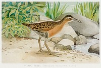 King Rail (Rallus Elegans, Aud) illustrated by <a href="https://www.rawpixel.com/search/J.L.%20Ridgway?sort=curated&amp;type=all&amp;page=1">J.L. Ridgway</a> (1859&ndash;1947) and W.B. Gillette (1864&ndash;1937) from Game Birds and Fishes of North America. Digitally enhanced from our own 1913 Portfolio Edition of the book. 