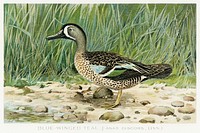 Blue&ndash;Winged Teal (Anas Discors, Linn) illustrated by <a href="https://www.rawpixel.com/search/J.L.%20Ridgway?sort=curated&amp;type=all&amp;page=1">J.L. Ridgway</a> (1859&ndash;1947) and W.B. Gillette (1864&ndash;1937) from Game Birds and Fishes of North America. Digitally enhanced from our own 1913 Portfolio Edition of the book. 