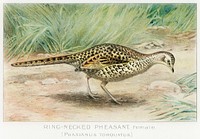 Ring&ndash;Necked Pheasant, Female (Phasianus Torquatus) illustrated by <a href="https://www.rawpixel.com/search/J.L.%20Ridgway?sort=curated&amp;type=all&amp;page=1">J.L. Ridgway</a> (1859&ndash;1947) and W.B. Gillette (1864&ndash;1937) from Game Birds and Fishes of North America. Digitally enhanced from our own 1913 Portfolio Edition of the book. 