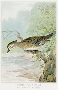 Woodduck Female (Aix Sponsa, Swainson) illustrated by <a href="https://www.rawpixel.com/search/J.L.%20Ridgway?sort=curated&amp;type=all&amp;page=1">J.L. Ridgway</a> (1859&ndash;1947) and W.B. Gillette (1864&ndash;1937) from Game Birds and Fishes of North America. Digitally enhanced from our own 1913 Portfolio Edition of the book. 