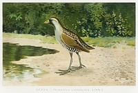 Sora (Porzana Carolina, Linn) illustrated by <a href="https://www.rawpixel.com/search/J.L.%20Ridgway?sort=curated&amp;type=all&amp;page=1">J.L. Ridgway</a> (1859&ndash;1947) and W.B. Gillette (1864&ndash;1937) from Game Birds and Fishes of North America. Digitally enhanced from our own 1913 Portfolio Edition of the book. 