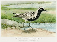 The Black&ndash;Bellied Plover (Squatarola Squatarola) illustrated by <a href="https://www.rawpixel.com/search/J.L.%20Ridgway?sort=curated&amp;type=all&amp;page=1">J.L. Ridgway</a> (1859&ndash;1947) and W.B. Gillette (1864&ndash;1937) from Game Birds and Fishes of North America. Digitally enhanced from our own 1913 Portfolio Edition of the book. 