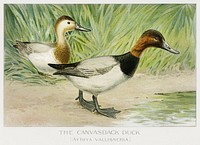The Canvasback Duck (Aythya Vallisneria) illustrated by <a href="https://www.rawpixel.com/search/J.L.%20Ridgway?sort=curated&amp;type=all&amp;page=1">J.L. Ridgway</a> (1859&ndash;1947) and W.B. Gillette (1864&ndash;1937) from Game Birds and Fishes of North America. Digitally enhanced from our own 1913 Portfolio Edition of the book. 