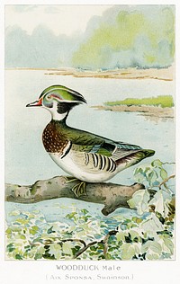 Woodduck Male (Aix Sponsa, Swainson) illustrated by <a href="https://www.rawpixel.com/search/J.L.%20Ridgway?sort=curated&amp;type=all&amp;page=1">J.L. Ridgway</a> (1859&ndash;1947) and W.B. Gillette (1864&ndash;1937) from Game Birds and Fishes of North America. Digitally enhanced from our own 1913 Portfolio Edition of the book. 