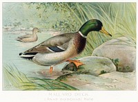 Mallard Duck (Anas Boschas) Male illustrated by <a href="https://www.rawpixel.com/search/J.L.%20Ridgway?sort=curated&amp;type=all&amp;page=1">J.L. Ridgway</a> (1859&ndash;1947) and W.B. Gillette (1864&ndash;1937) from Game Birds and Fishes of North America. Digitally enhanced from our own 1913 Portfolio Edition of the book. 