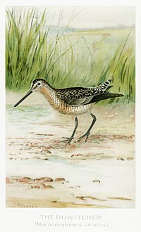 The Dowitcher (Macrorhamphus Griseus) illustrated by <a href="https://www.rawpixel.com/search/J.L.%20Ridgway?sort=curated&amp;type=all&amp;page=1">J.L. Ridgway</a> (1859&ndash;1947) and W.B. Gillette (1864&ndash;1937) from Game Birds and Fishes of North America. Digitally enhanced from our own 1913 Portfolio Edition of the book. 