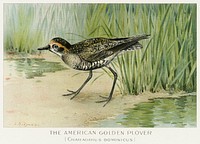 The American Golden Plover (Charadrius Dominicus) illustrated by <a href="https://www.rawpixel.com/search/J.L.%20Ridgway?sort=curated&amp;type=all&amp;page=1">J.L. Ridgway</a> (1859&ndash;1947) and W.B. Gillette (1864&ndash;1937) from Game Birds and Fishes of North America. Digitally enhanced from our own 1913 Portfolio Edition of the book. 