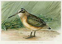Woodcock (Philohela Minor) illustrated by <a href="https://www.rawpixel.com/search/J.L.%20Ridgway?sort=curated&amp;type=all&amp;page=1">J.L. Ridgway</a> (1859&ndash;1947) and W.B. Gillette (1864&ndash;1937) from Game Birds and Fishes of North America. Digitally enhanced from our own 1913 Portfolio Edition of the book. 
